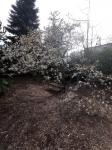 Foto magnolia_kobus_1622656408.jpg