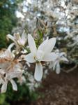 Foto magnolia_kobus_1622656466.jpg