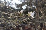 Foto magnolia_kobus_d_1783153332.jpg