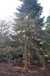 Foto magnolia_kobus_h_1783153364.jpg