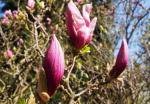 Foto magnolia_liliiflora__nigra__(1)_(dendrologicka_zahrada_pruhonice)_1493488771.jpg