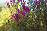 Foto magnolia_liliiflora_d1_1783154090.jpg