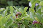 Foto magnolia_liliiflora_d_1783154143.jpg