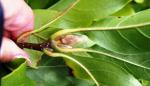 Foto magnolia_liliiflora_nigra_(libosad)_(3)_1493488850.jpg