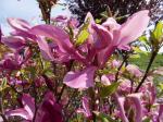 Foto magnolia_liliiflora_nigra_-_detail_kvetu_jaro_1433357313.jpg