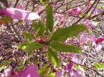 Foto magnolia_liliiflora_nigra_-_detail_listu_jaro_1433357356.jpg