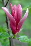 Foto magnolia_liliiflora_nigra_-_kvet_(a11)_(18.5.2005)_1441284637.jpg