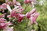 Foto magnolia_liliiflora_susan_-_kvety2_(d1)_(6.5.2006)_1441285105.jpg