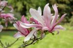 Foto magnolia_liliiflora_susan_-_kvety_(d1)_(6.5.2006)_1441285090.jpg
