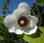 Foto magnolia_sieboldii_1337467979.jpg