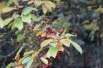 Foto magnolia_soulangeana_d_1783153203.jpg