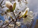 Foto magnolia_stellata_(2)_1460058132.jpg