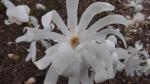 Foto magnolia_stellata_(3)_(libosad)_1492980351.jpg