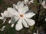 Foto magnolia_stellata_1460058302.jpg