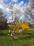 Foto magnolia_stellata_3_1460058231.jpg