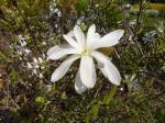 Foto magnolia_stellata__-_detail_kvetu_jaro_1431502753.jpg