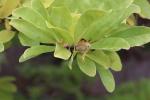 Foto magnolia_stellata_d2_1783154274.jpg