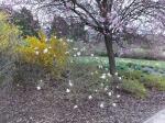 Foto magnolia_stellata_h_libosad_1783154298.jpg