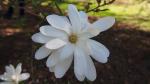 Foto magnolia_x_loebneri__ballerina__(3)(dendrologicka_zahrada_pruhonice)_1493488682.jpg