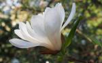 Foto magnolia_x_loebneri__ballerina__(4)(dendrologicka_zahrada_pruhonice)_1493488702.jpg
