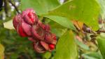 Foto magnolia_x_soulangeana_(3)_(areal_czu)_1493488558.jpg
