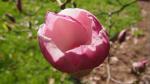 Foto magnolia_x_soulangeana__white_gigant__(1)_(dendrologicka_zahrada_pruhonice)_1493488471.jpg