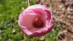 Foto magnolia_x_soulangeana__white_gigant__(2)_(dendrologicka_zahrada_pruhonice)_1493488490.jpg