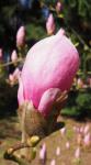 Foto magnolia_x_soulangeana__white_gigant__(3)_(dendrologicka_zahrada_pruhonice)_1493488515.jpg