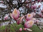 Foto magnolia_×_soulangeana_d_vodnany_1783152882.jpg