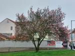 Foto magnolia_×_soulangeana_h_vodnany_1783152911.jpg