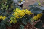 Foto mahonia_aquifolium_d1_1783154404.jpg