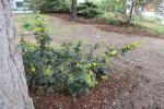 Foto mahonia_aquifolium_h_1783154427.jpg