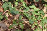 Foto mahonia_repens_d_1783154851.jpg