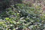 Foto mahonia_repens_h_1783154871.jpg