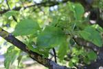 Foto malus_pumila_d_1783155356.jpg
