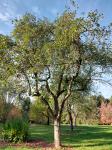 Foto malus_pumila_ii_h_1783155393.jpg