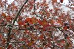 Foto malus_x_purpurea_d_1783155477.jpg