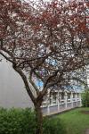 Foto malus_x_purpurea_h_1783155495.jpg