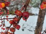 Foto malus_´everest´_d_libosad_1783154999.jpg