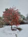 Foto malus_´everest´_h_libosad_1783155028.jpg