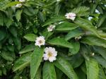 Foto mespilus_germanica_d2_podhori_1783155565.jpg