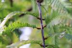 Foto metasequoia_glyptostroboides_d2_1783155742.jpg