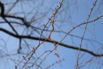 Foto metasequoia_glyptostroboides_d_1783155720.jpg