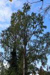 Foto metasequoia_glyptostroboides_h_1783155763.jpg