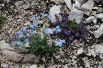 Foto myosotis_alpestris_f.w.schmidt_+_clinopodium_alpinum_(l.)_kuntze_dsc06867_1725372407.jpg