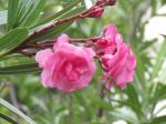 Foto nerium_oleander_1719333394.jpg