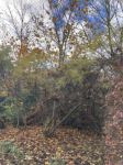 Foto obrazek_2024-06-21_224403187_1719002646.png