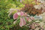 Foto orixa_japonica_d_1783156572.jpg