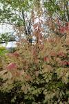 Foto orixa_japonica_h_1783156601.jpg