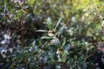 Foto osmanthus_heterophyllus_d1_1783156704.jpg